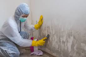 Why You Should Choose Our Mold Remediation Services in Sugar Creek, MO